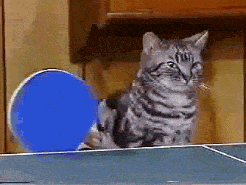 Cats playing ping pong.gif